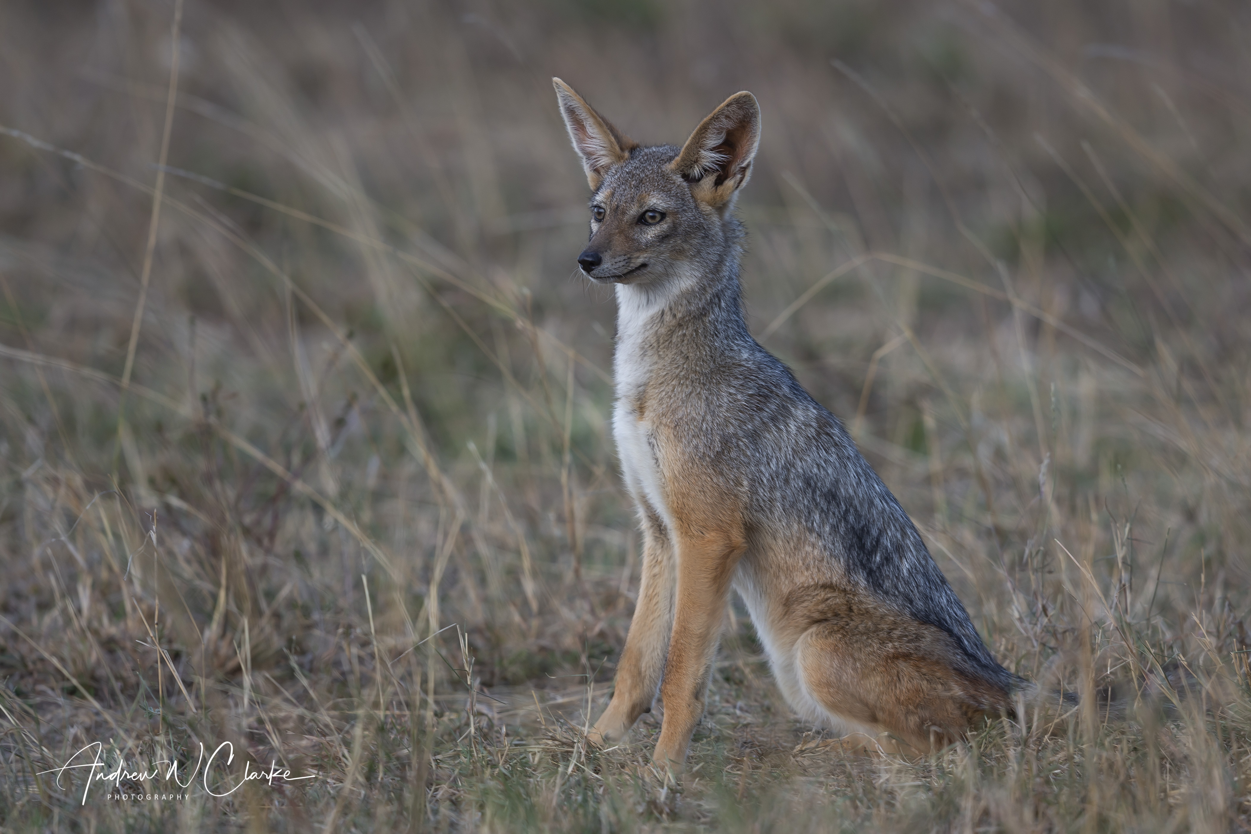 Black-backed Jackel