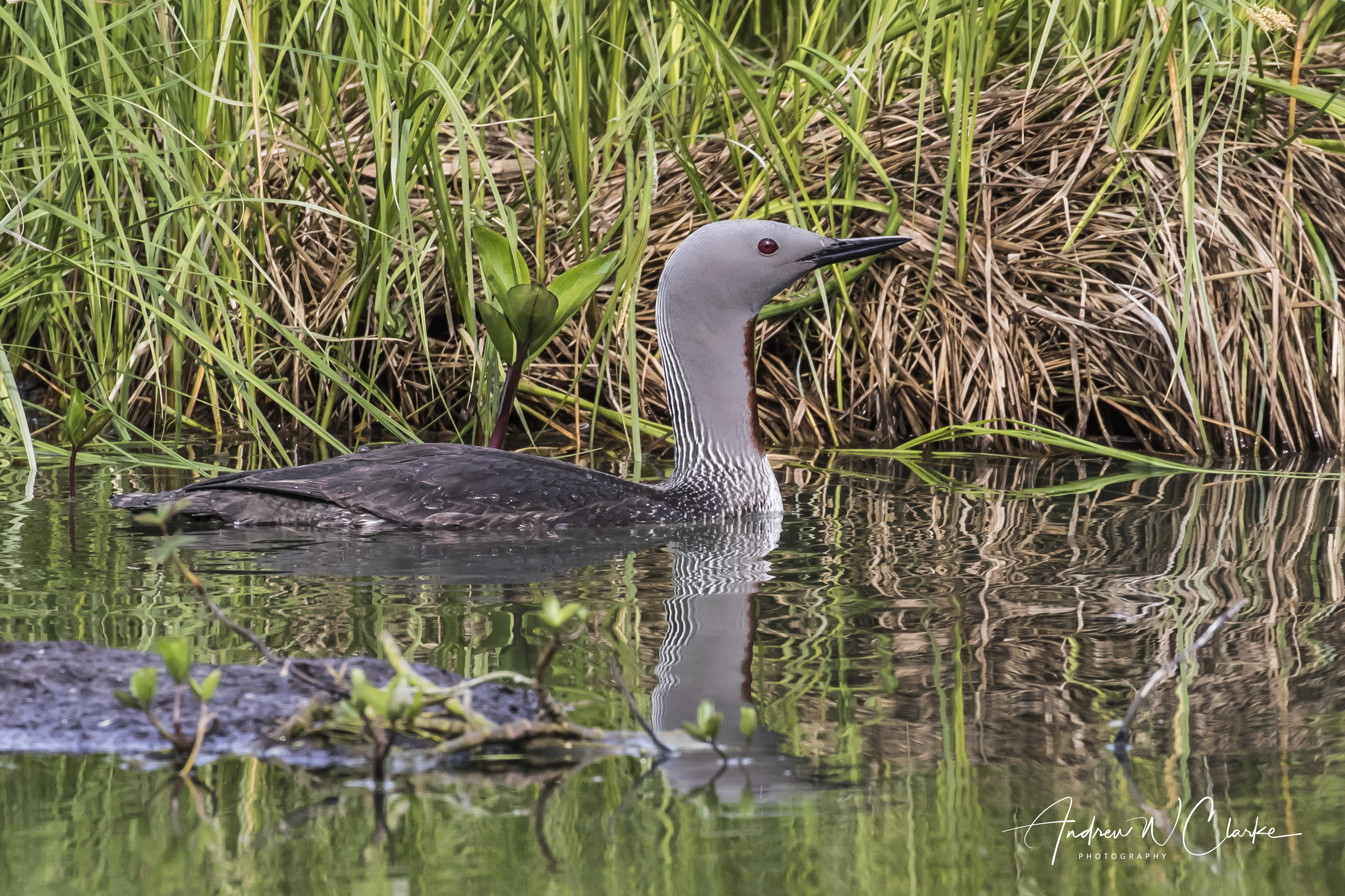 Red-throated Diver / Smålom
