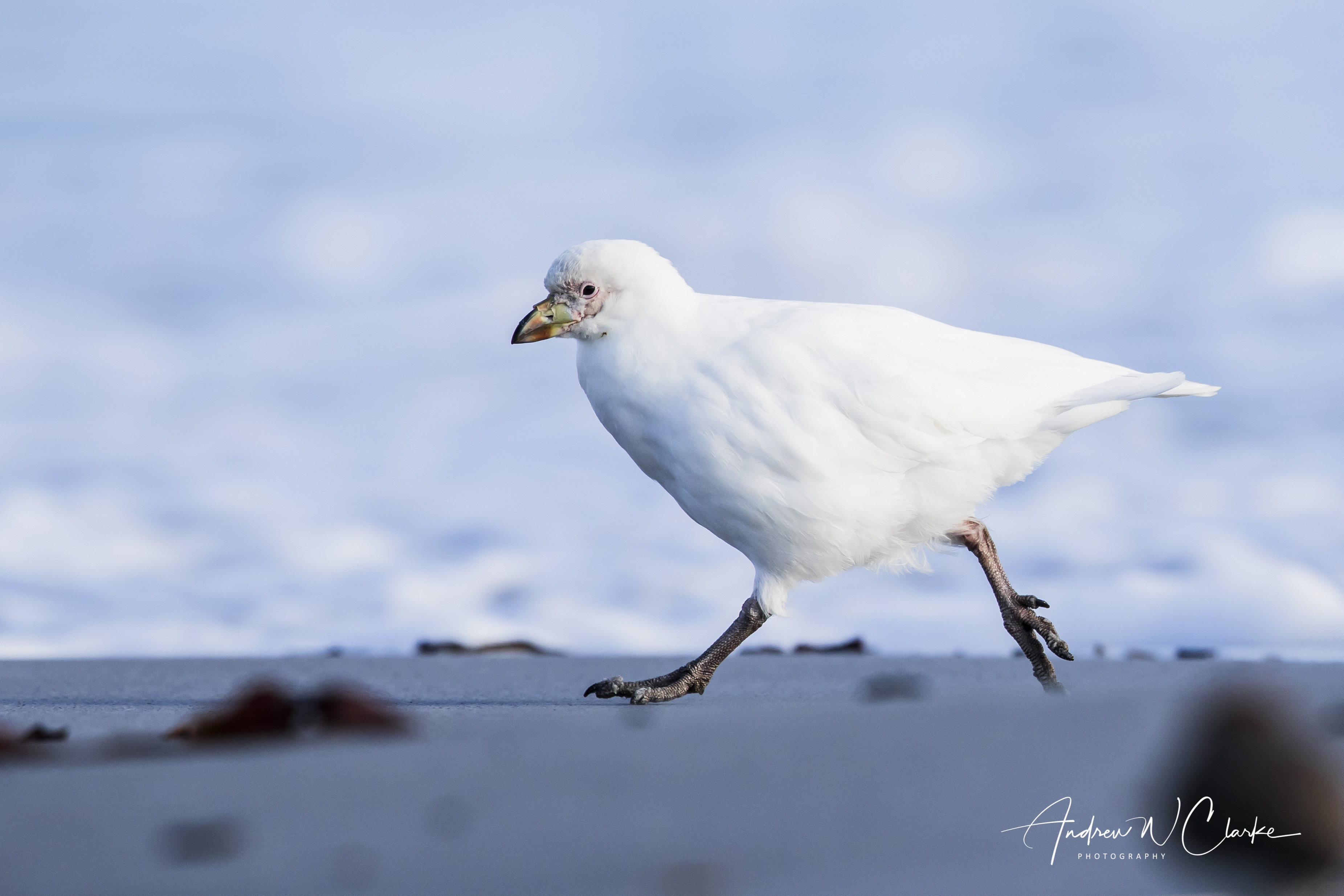 Snowy Sheathbill
