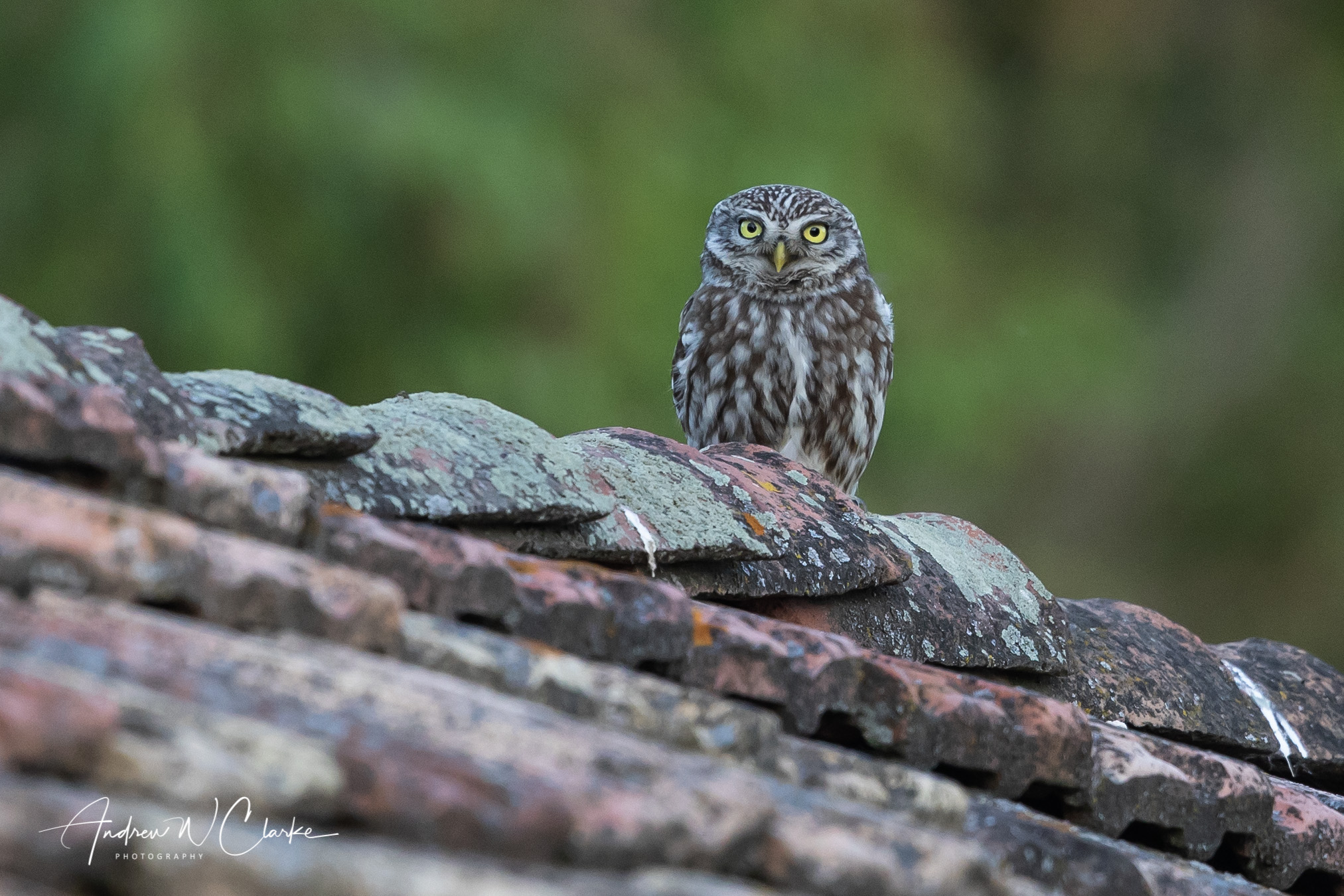 Little Owl