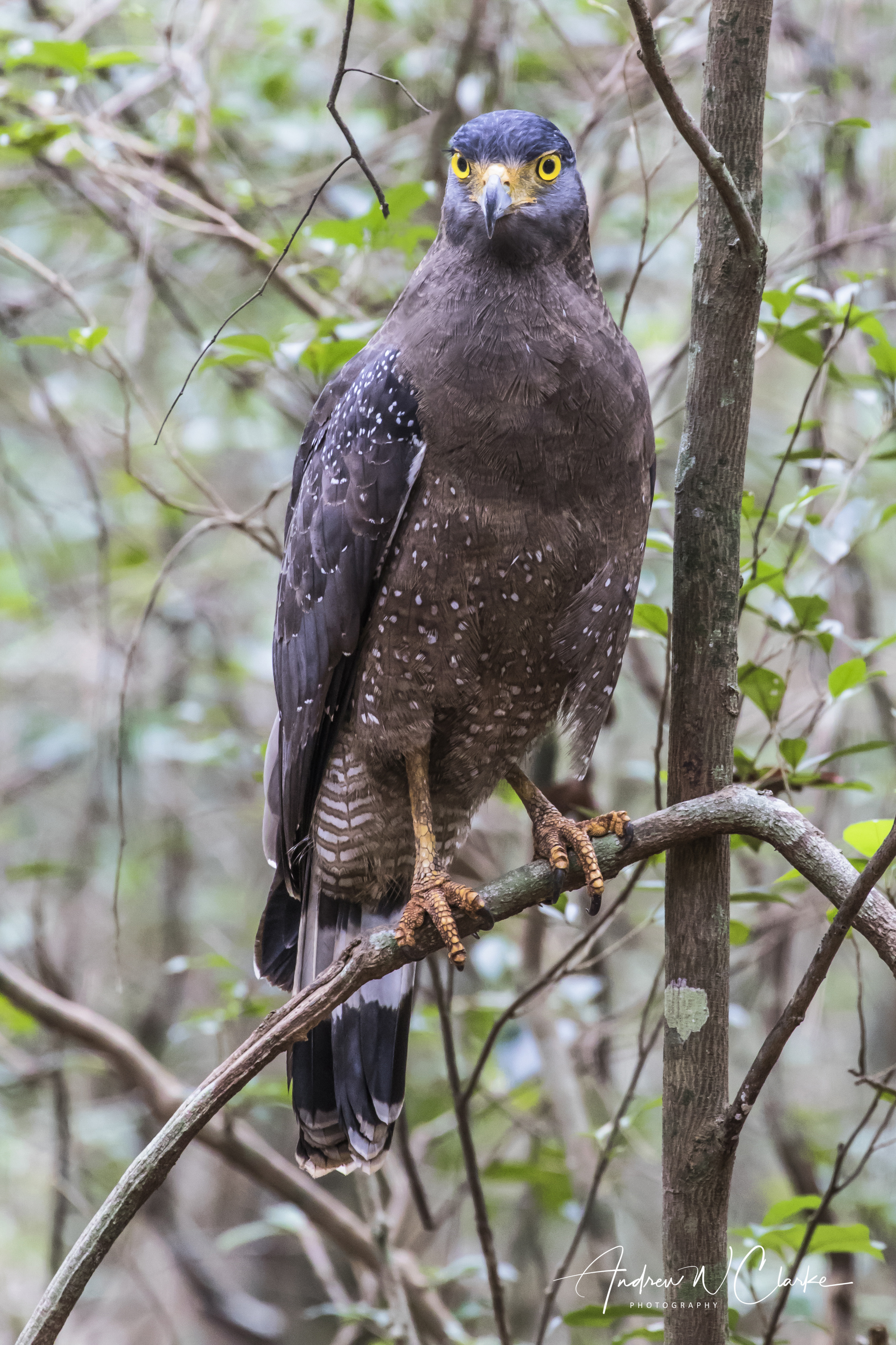 Crested Serpent-Eagle