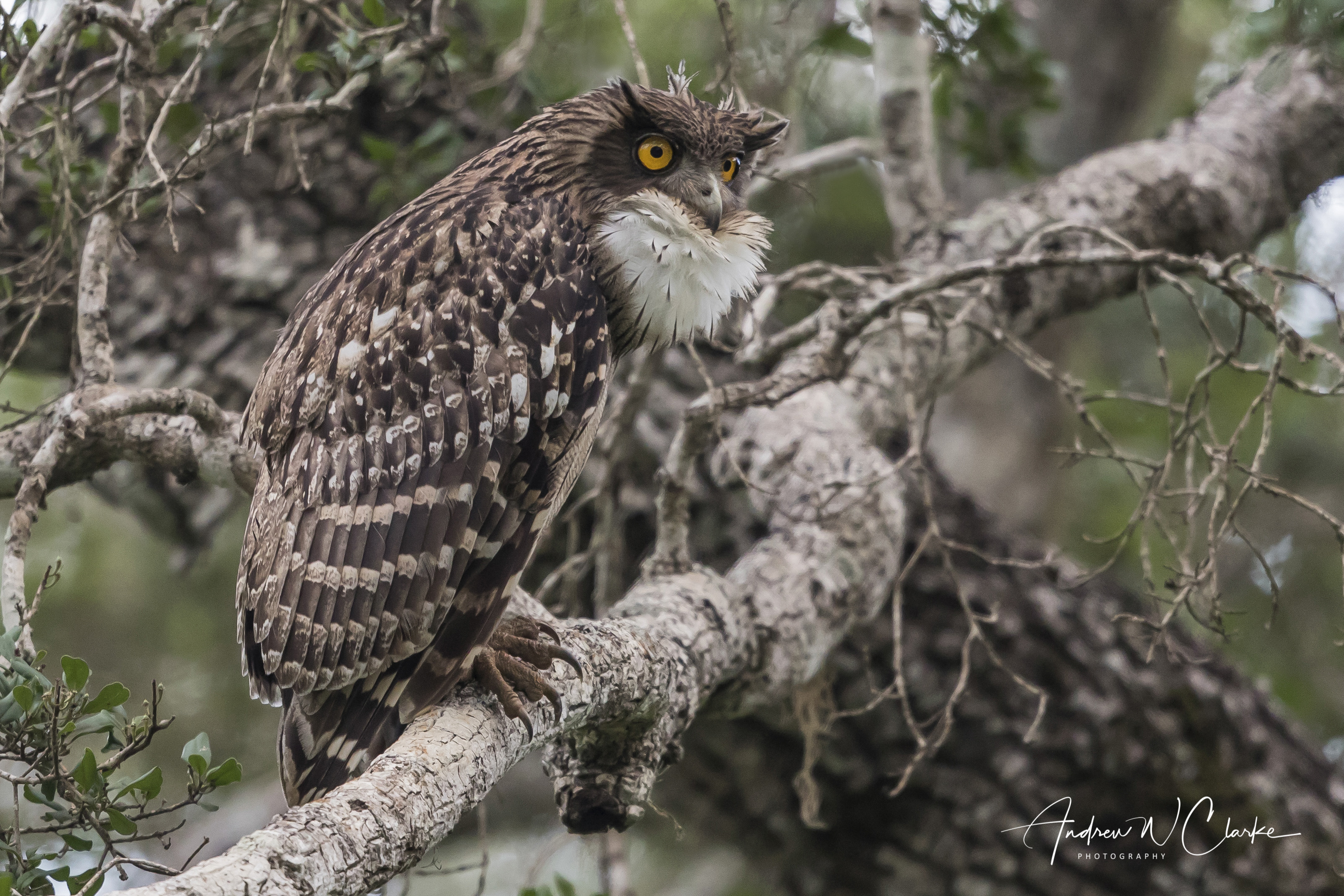 Brown Fish Owl