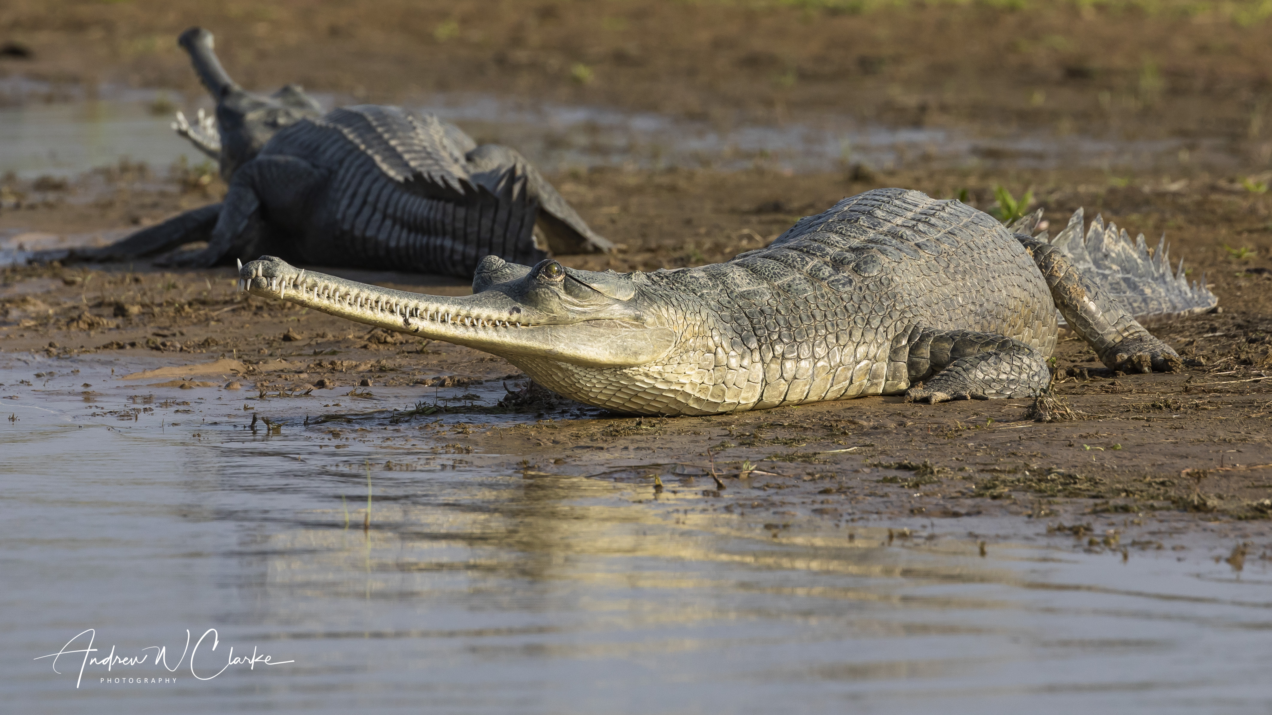 Indian Gharial
