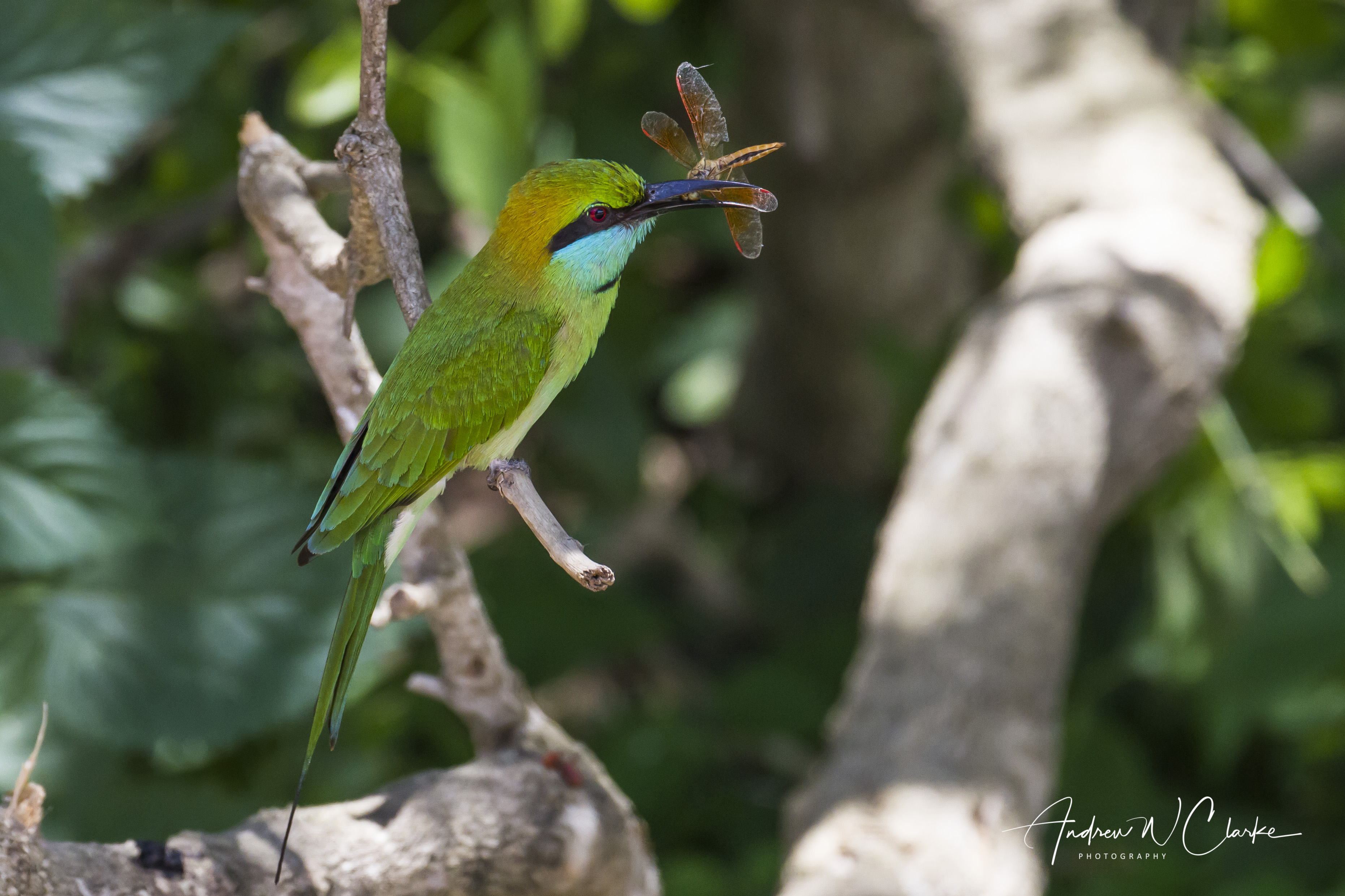 Green Bee-eater