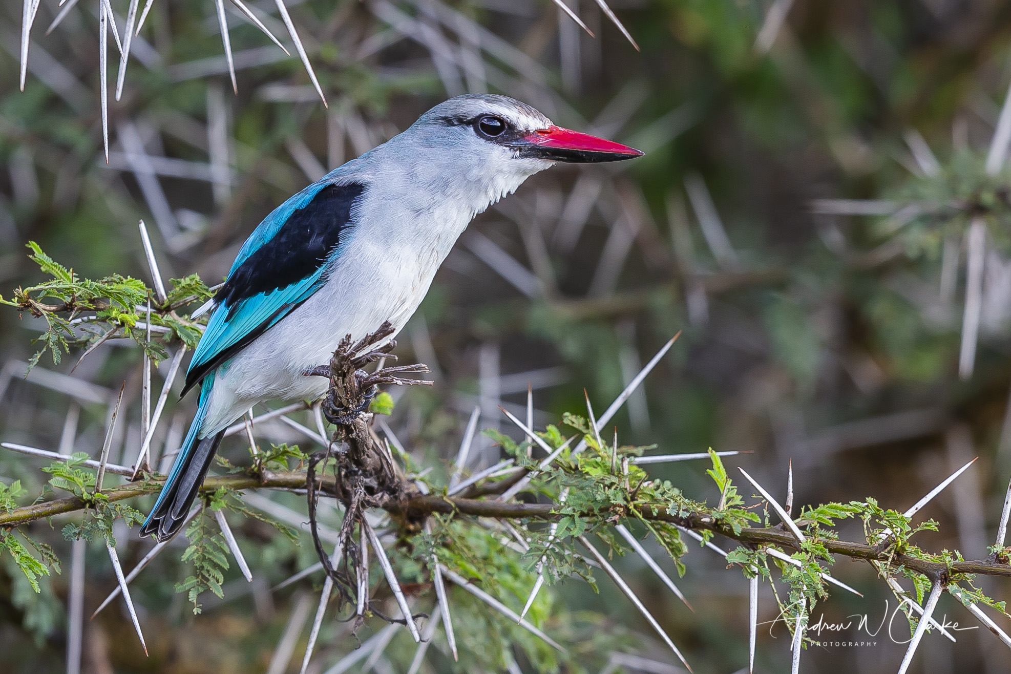 Woodland Kingfisher