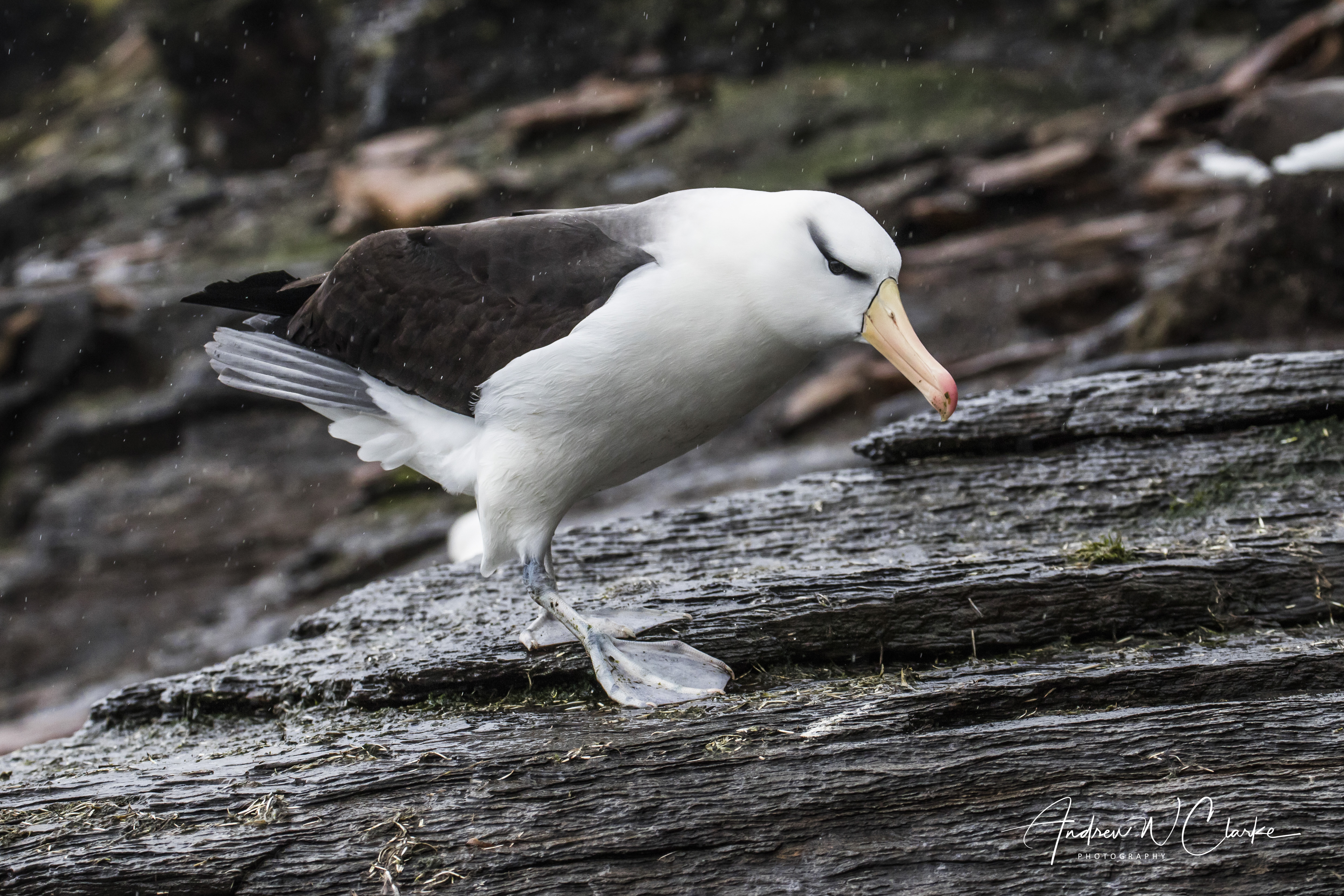 Black-browed Albatross