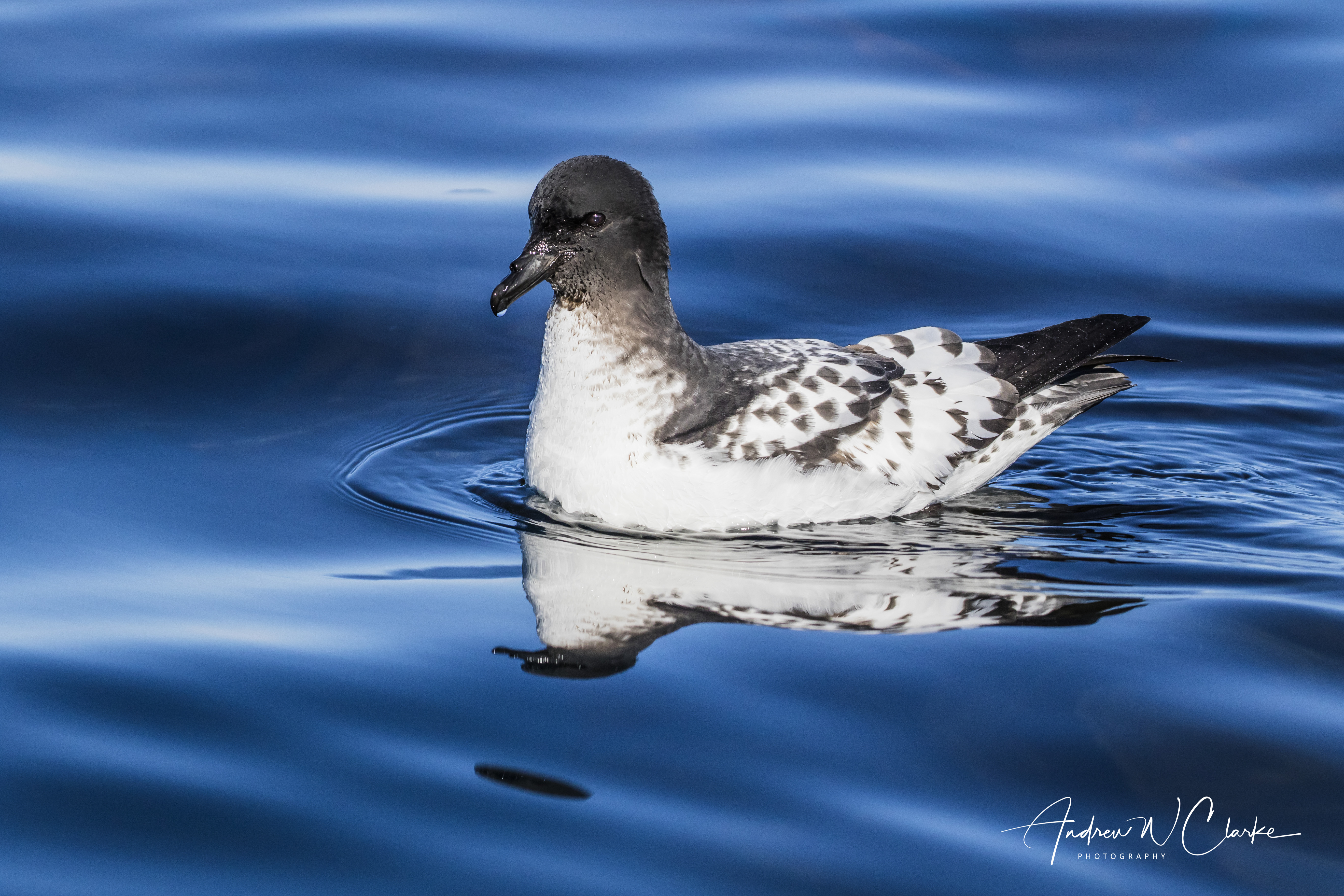 Cape Petrel