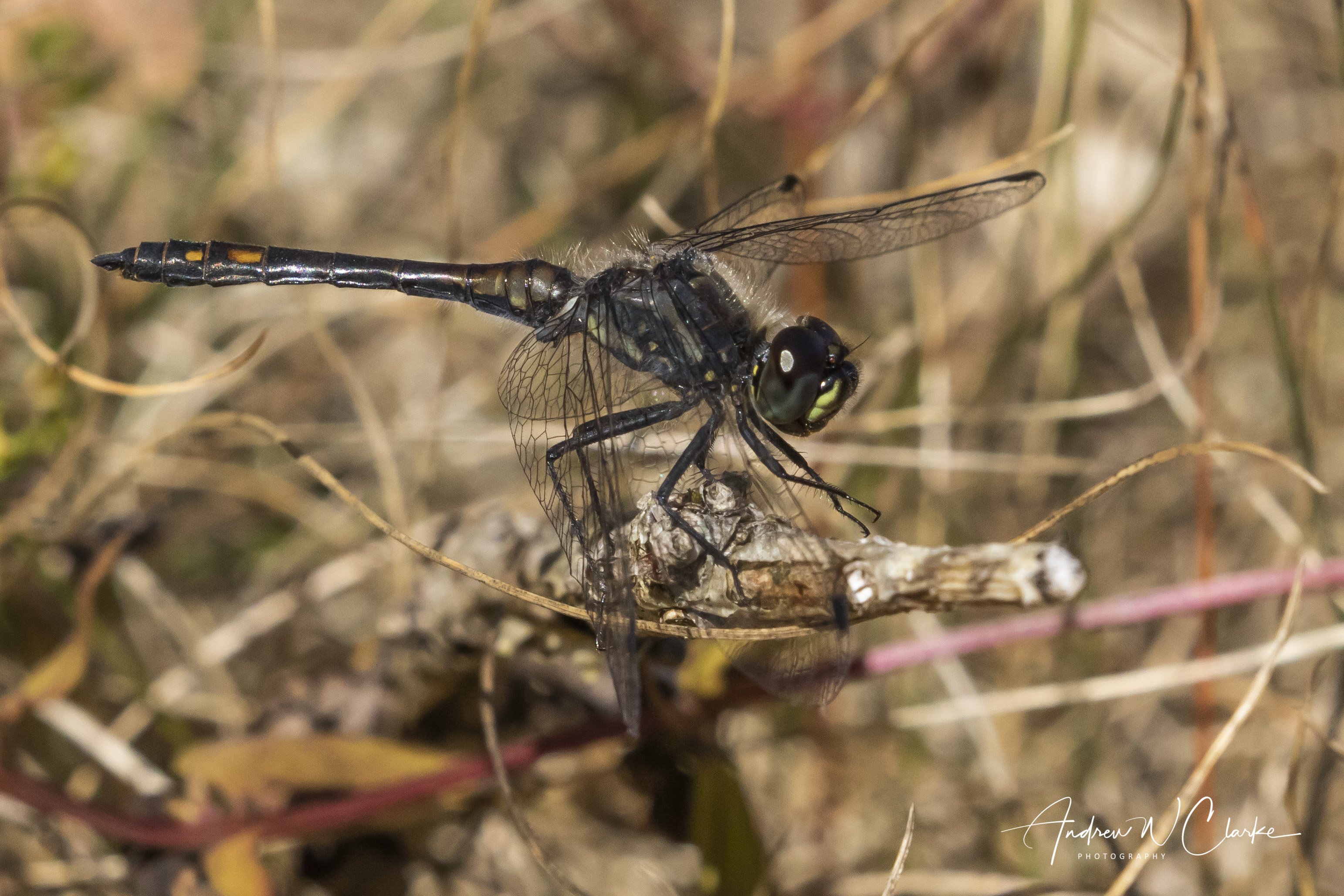 Black Darter