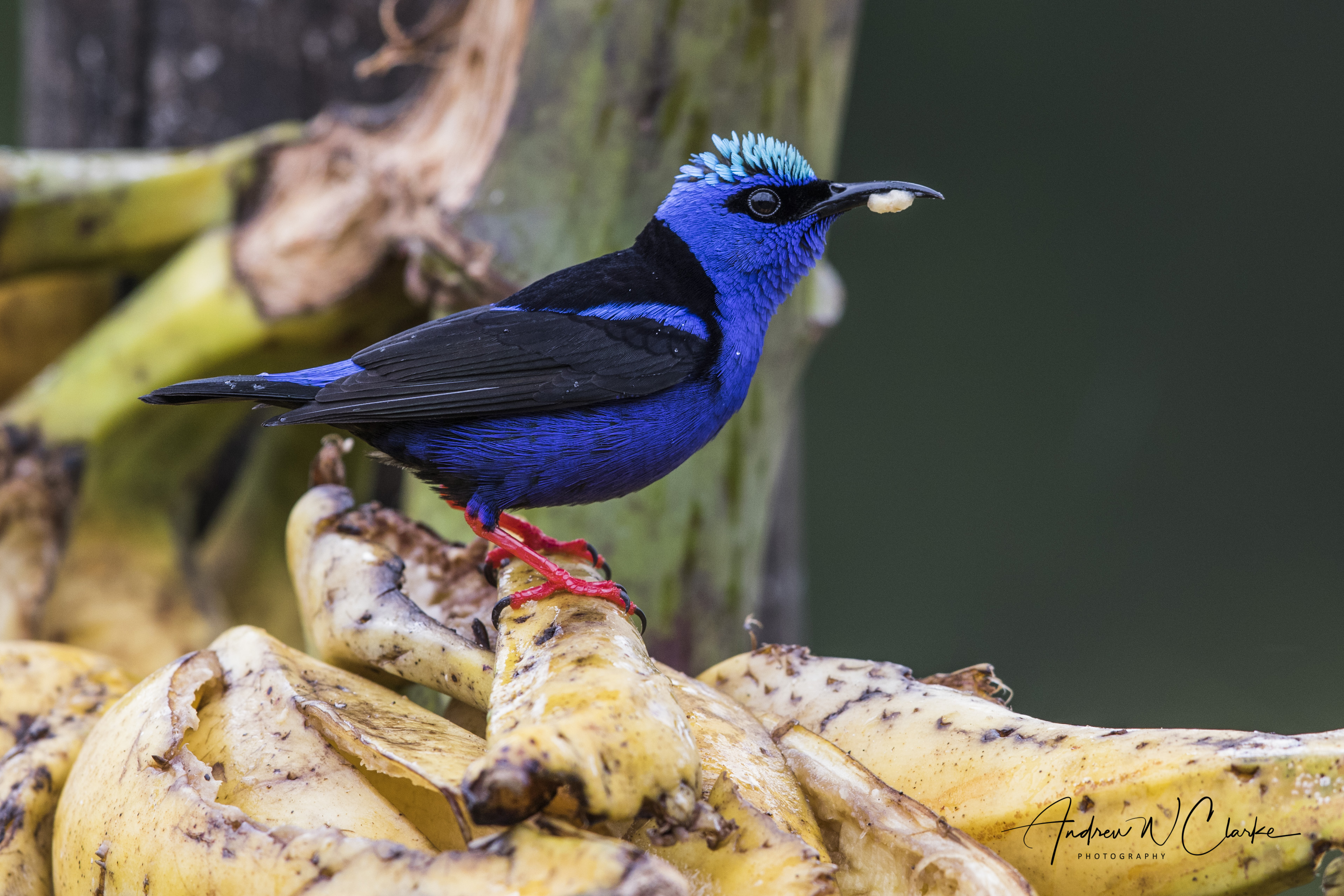 Red-legged Honeycreeper