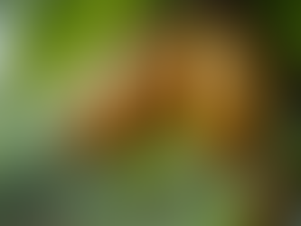 What to Anticipate in Cocoa Futures