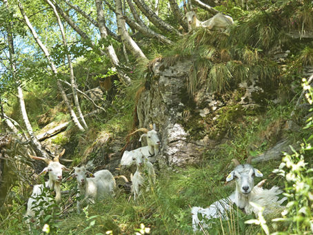 Wanderziegen-Projekt von Oekoskop