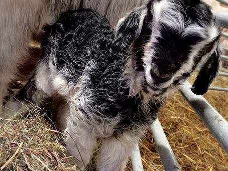 Die Kleinen sind da: