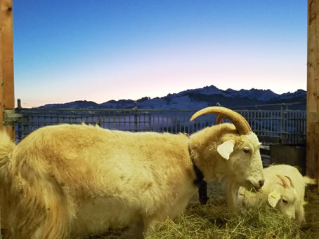 Wir wünschen euch allen ein gesundes und glückliches, gesegnetes 2023!