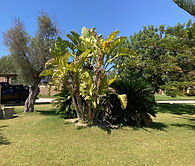 IMG_2411.jpeg