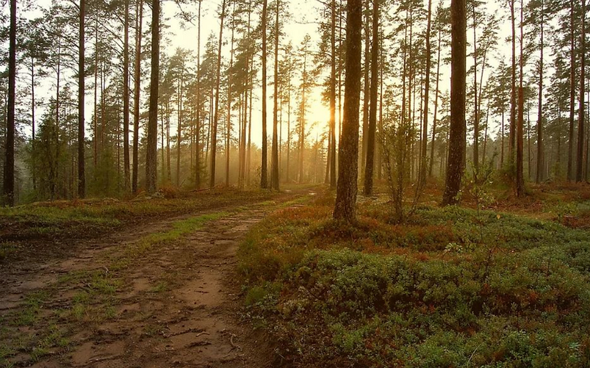 road_trees.png