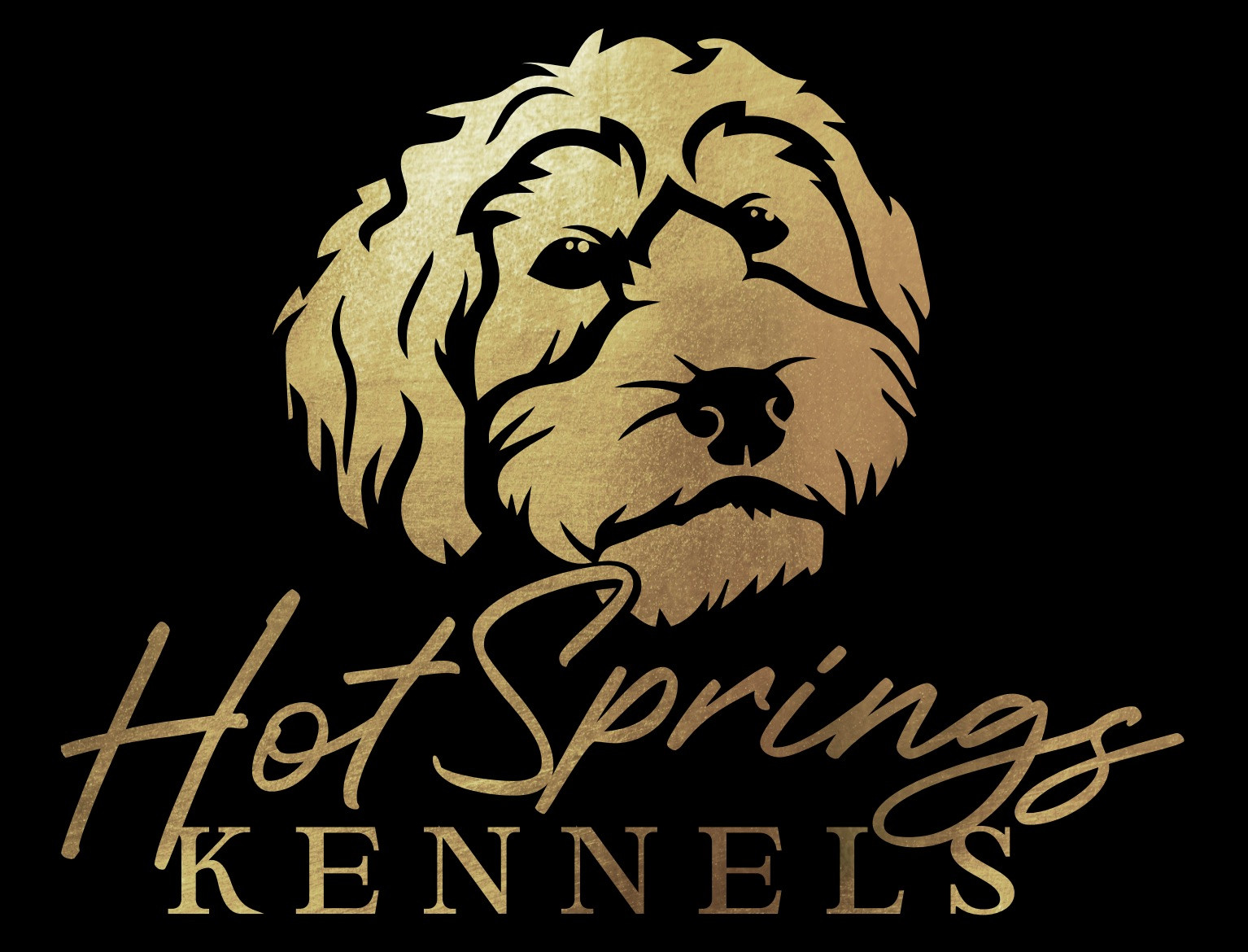 Hot Springs Kennels Breeder Mini Goldendoodle Mini Aussiedoodle