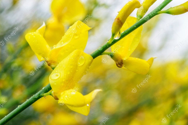 ree