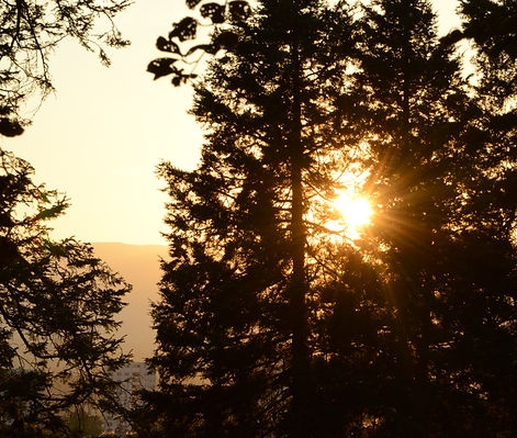 Lumière entre les arbres, photo par Stephanie N'cho