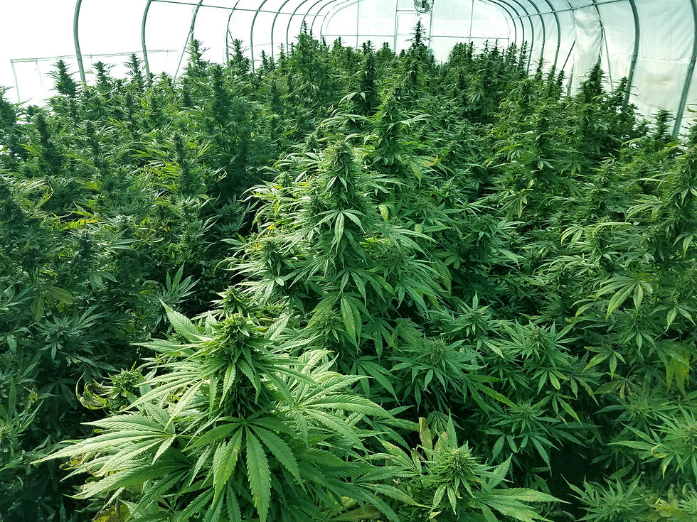 Thumbnail: Sour Elektra