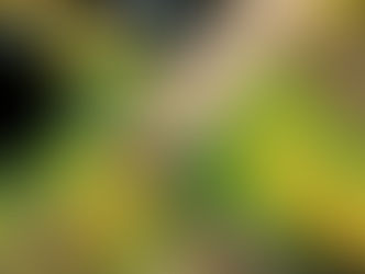 Lipaxe Lemon Lime Sunburst coming soon !