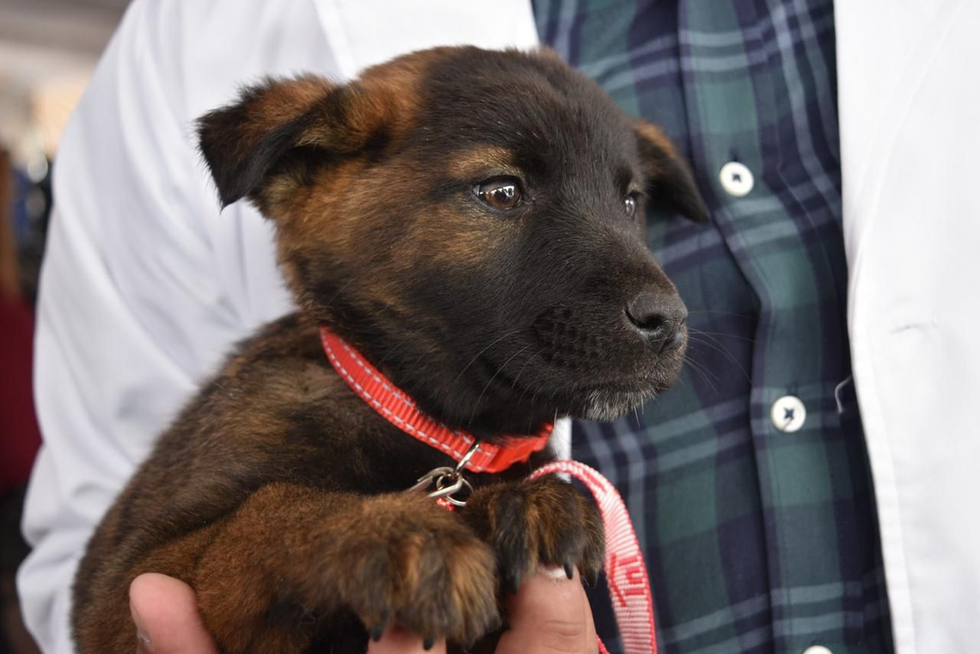 Gobierno del EdoMéx y municipios protegen derechos de seres sintientes en la “Capital Mundial del Bienestar Animal”