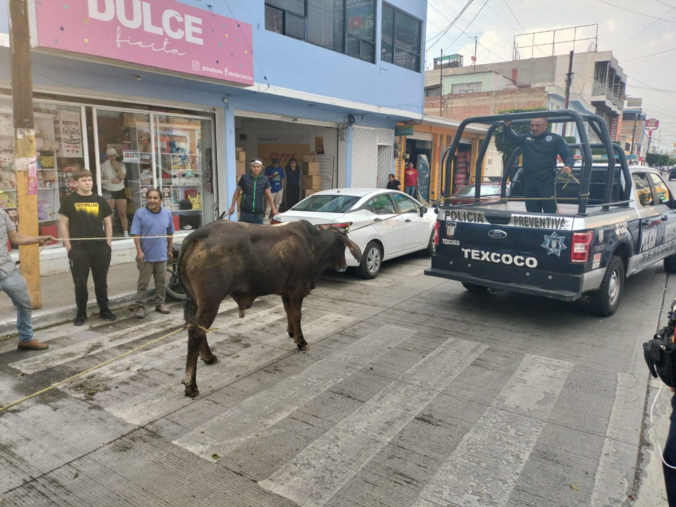 POLICÍAS MUNICIPALES DE TEXCOCO ATRAPARON 21 TOROS QUE SE ESCAPARON DEL CORRAL EN SAN FELIPE