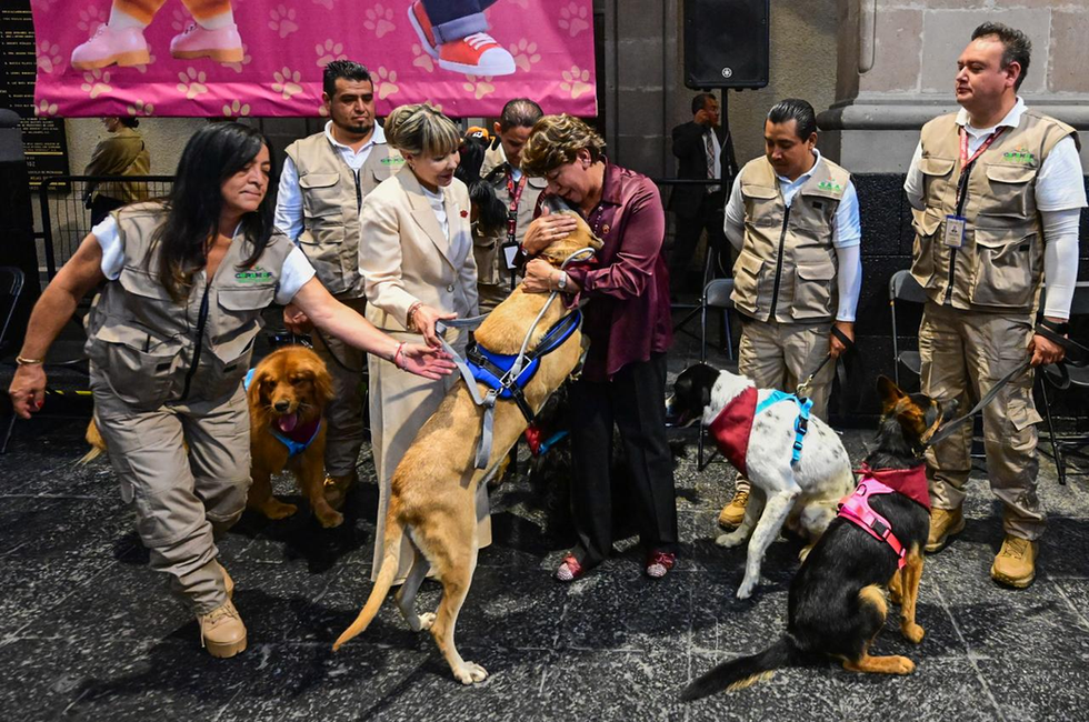 Entra en vigor Ley de Protección, Cuidado y Bienestar Animal del EdoMéx, referente nacional que endurece sanciones por maltrato, promueve adopción e integra un Registro Único