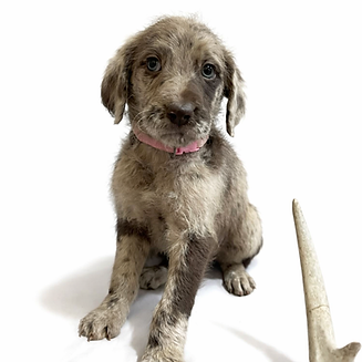 ChatGPT Image Mar 13, 2026, 09_54_43 AM.png