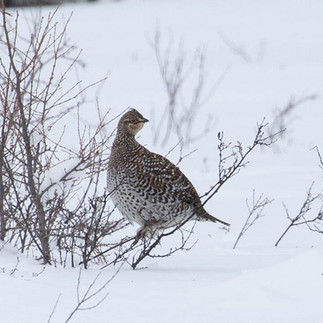 Sharp-tailed Grouse from a trip up to Cochrane in the winter