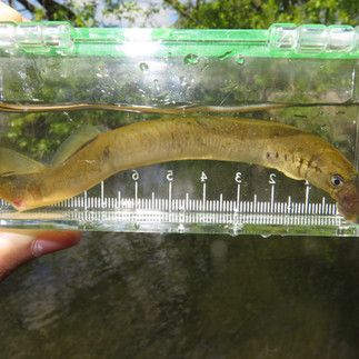 An American Brook Lamprey I caught while I was in Brighton visiting Ava