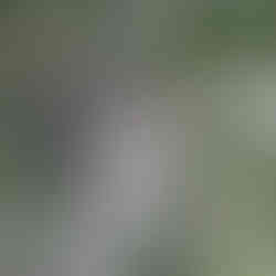 Long-eared Owl - photo by Liam H-H