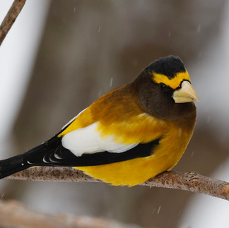 Evening Grosbeak