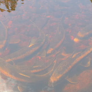 Spawning White Suckers in Algonquin