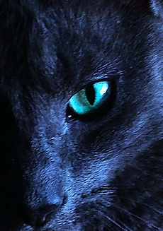 Merlin in the dark.JPG