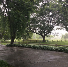 บ้านในป่า