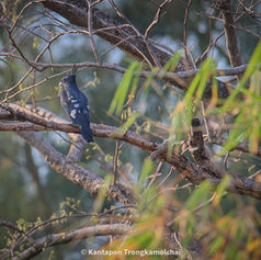 นกในป่า