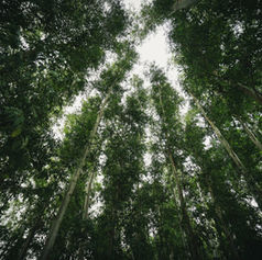 บ้านในป่า