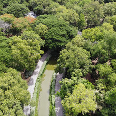 บ้านในป่า