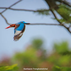 นกในป่า