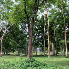 บ้านในป่า