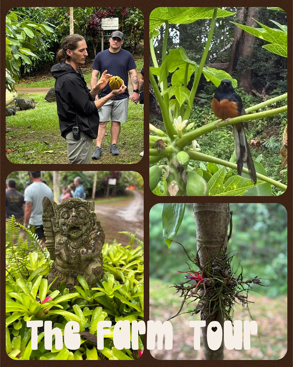 Each cacao tree can produce anywhere from 30 to 100 fruit.