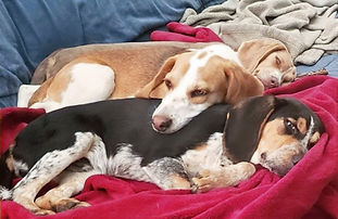 3 beagles resting together