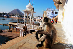 Pushkar