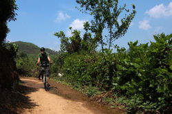 Teplantager ved Munnar, Kerala