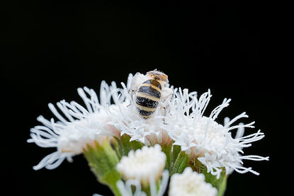 260307_PMS_MACRO-El Encuentro-Marzo_1501242.JPG