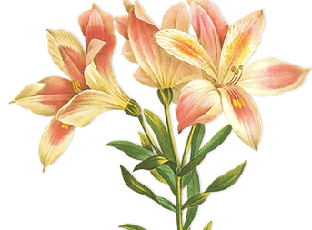 Long Stem Flower Illustration _edited.pn