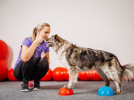 Aujourd'hui, zoom sur les jeux de proprioception pour le chien.