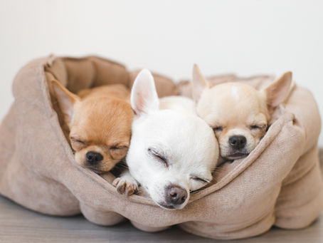 Aujourd'hui, zoom sur le chihuahua !