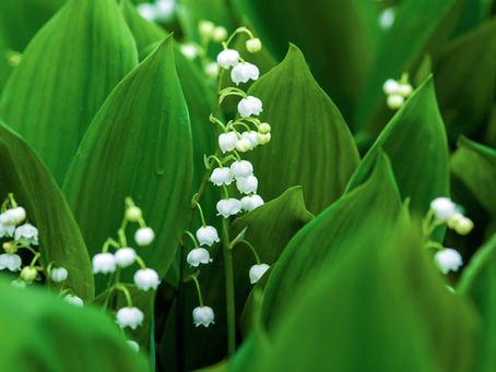 Muguet = danger pour vos animaux !