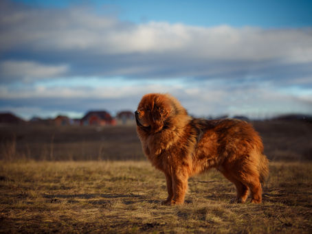 Aujourd'hui, zoom sur le Dogue du Tibet !